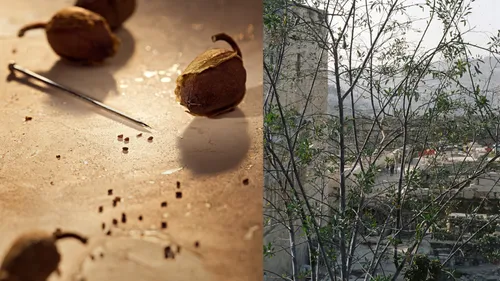 mustard seeds and a mustard tree