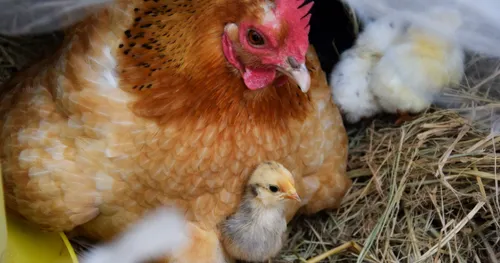 mother hen and her chicks
