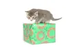 kitten on a box