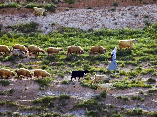 양들을 인도하는 목자