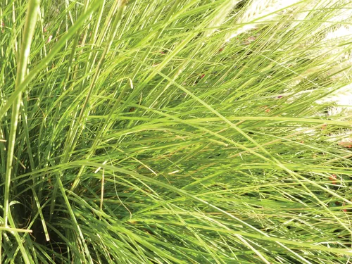 A small patch of long, bright green grass on a sunny day.