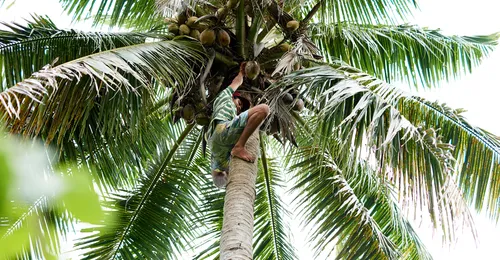 boy climbing palm tree