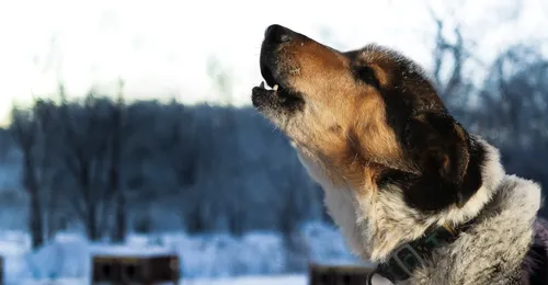 dog howling
