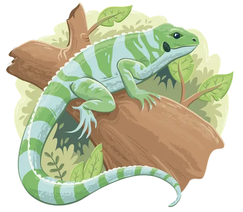 picture of an iguana