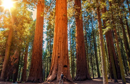 a man standing at the bottom of a Sequoia tree