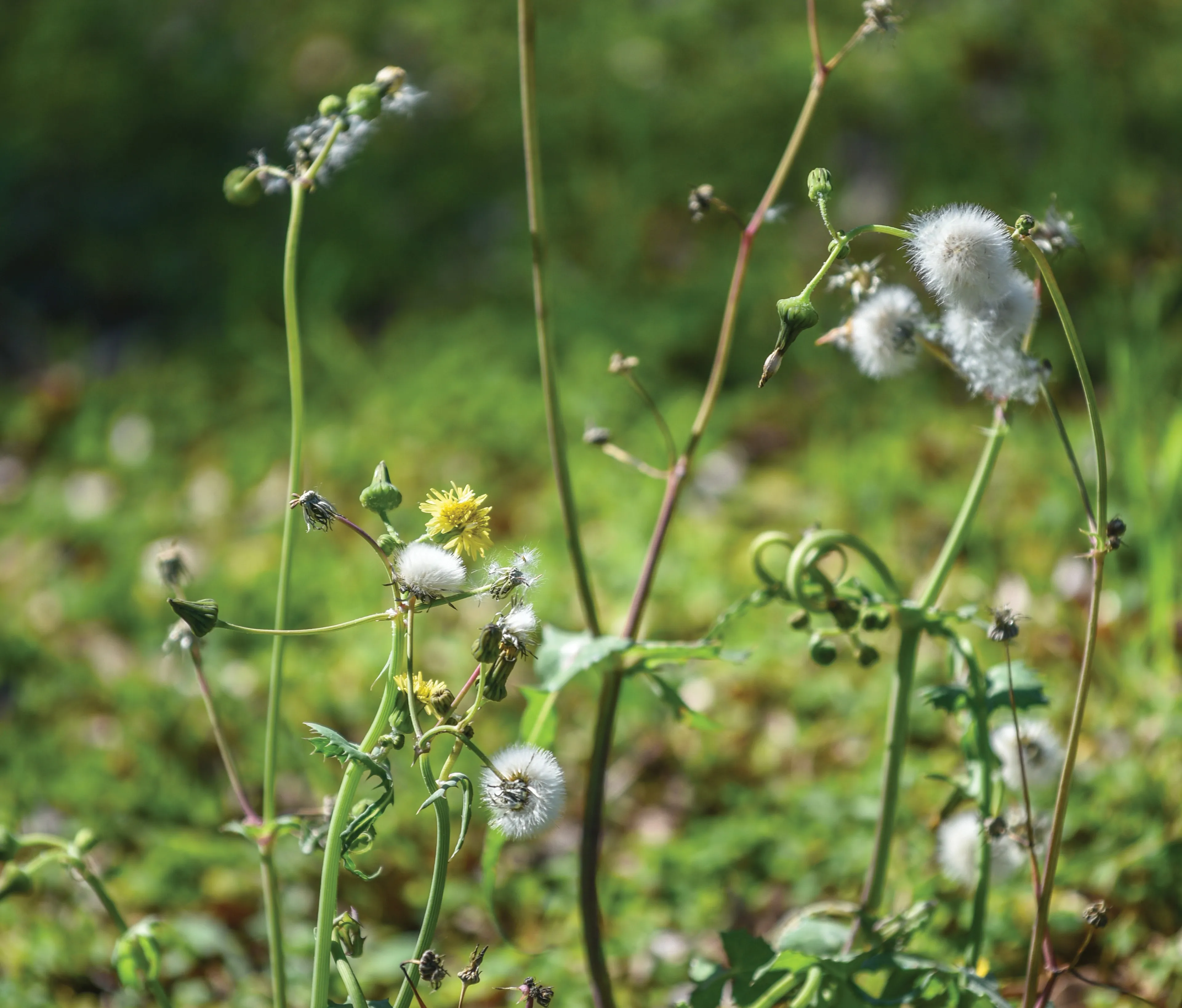 A small patch of green weeds.