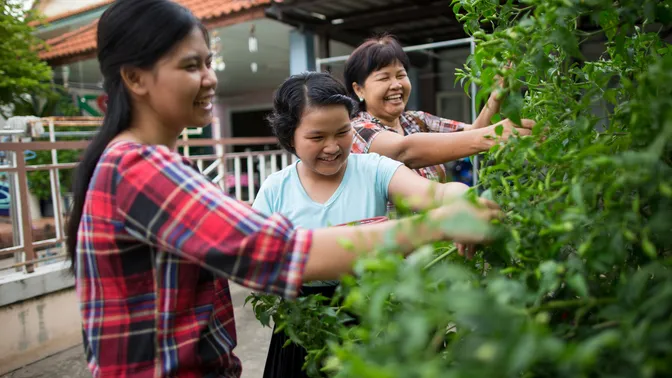 Young women in Thailand pick berries off a bush.  They are laughing and enjoying themselves.