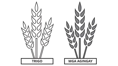 isang drowing na nagkukumpara ng isang bigkis ng trigo at ng isang bigkis ng damo