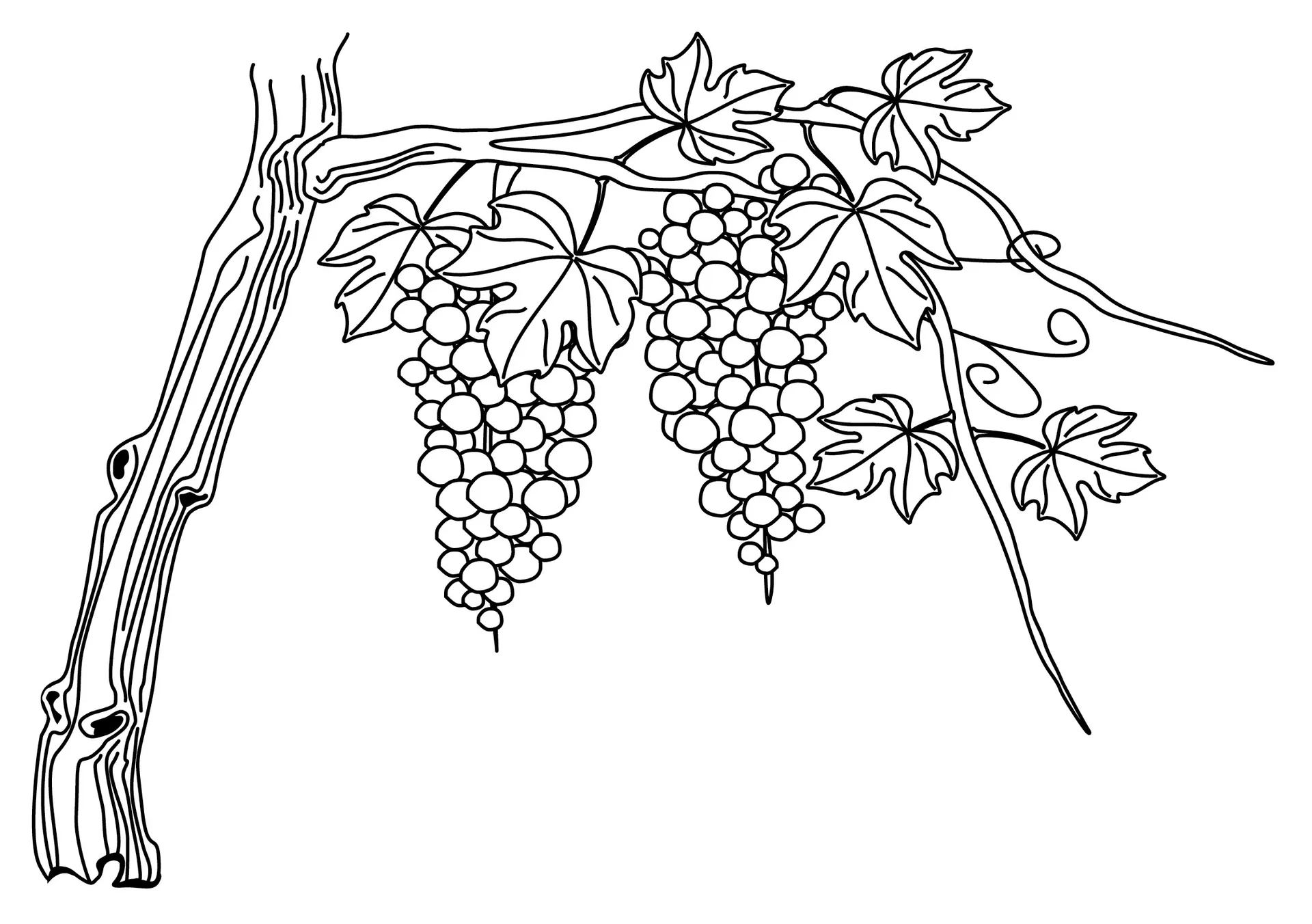An illustration of a grapevine.
