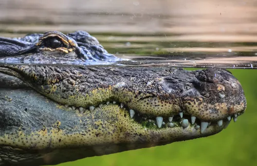 crocodile beneath the water
