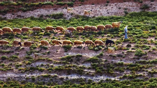 a shepherd leading sheep