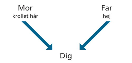 diagram, forældre, evner, dig