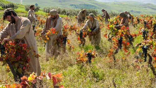 workers labor in a vineyard