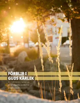 solen skiner genom träden på grässtrån