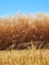 field of grain