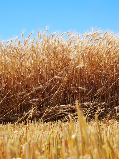 field of grain