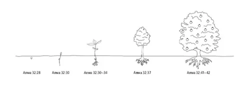 рост семени