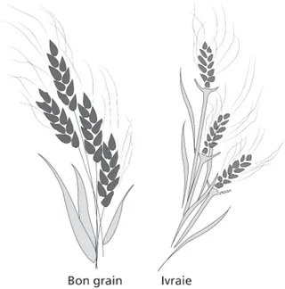 blé, ivraie
