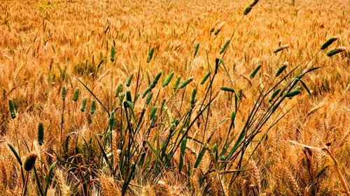 wheat and tares
