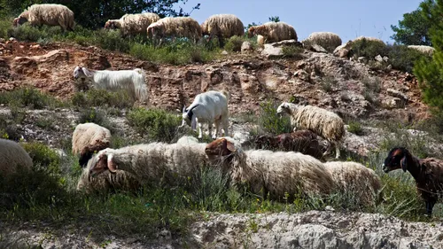 sheep and goats on a rocky hillside