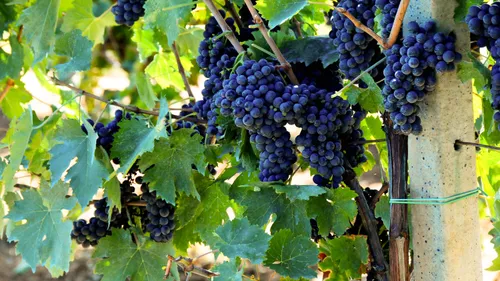grapes on grapevines