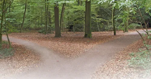 Two paths dividing in a forest