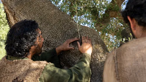 men tending to an olive tree