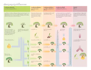ແຜນ​ພາບ​ຄຳປຽບ​ທຽບ​ກ່ຽວ​ກັບ​ຕົ້ນ​ໝາກ​ກອກ