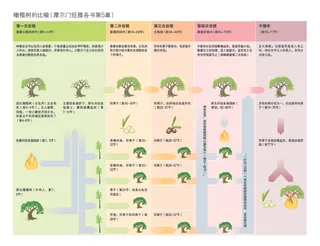 橄榄树比喻的图表