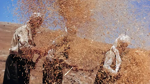 farmers winnowing wheat on a windy day
