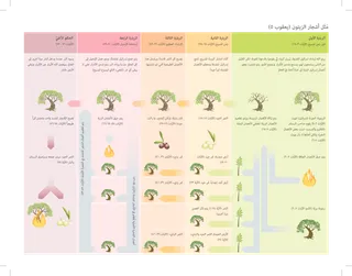 رسم تخطيطي يشرح قصة شجرة الزيتون