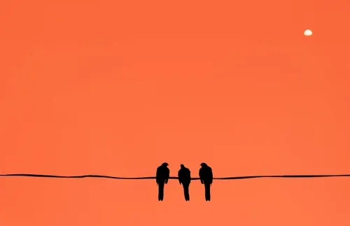 three birds sitting close together on a wire