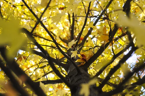 Arboles alrededor del Templo