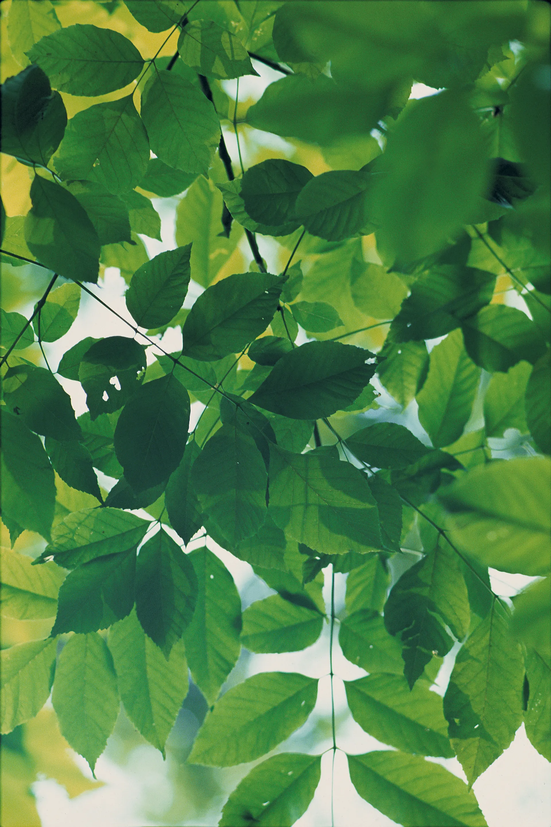 Close-up of leaves from the trees at the Sacred Grove.