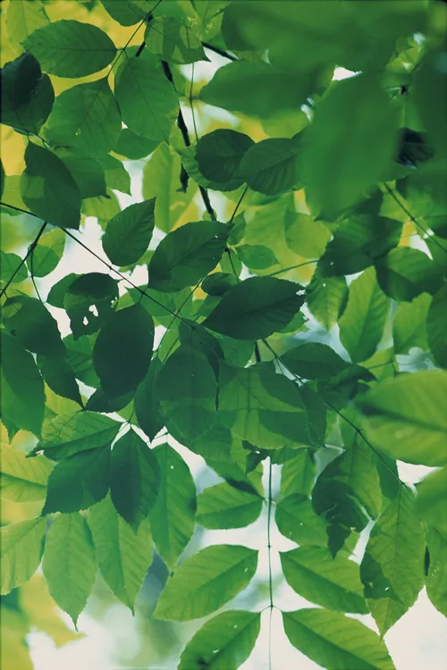 Light green leaves on thin branches with the light of the sun shining through and around them.