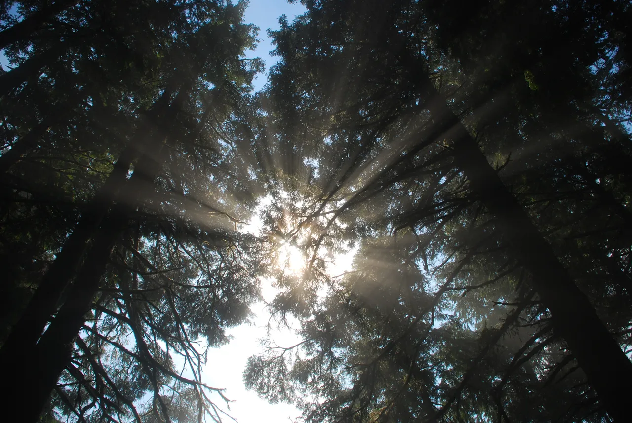 Sun light shines through the tops of the trees of a forest