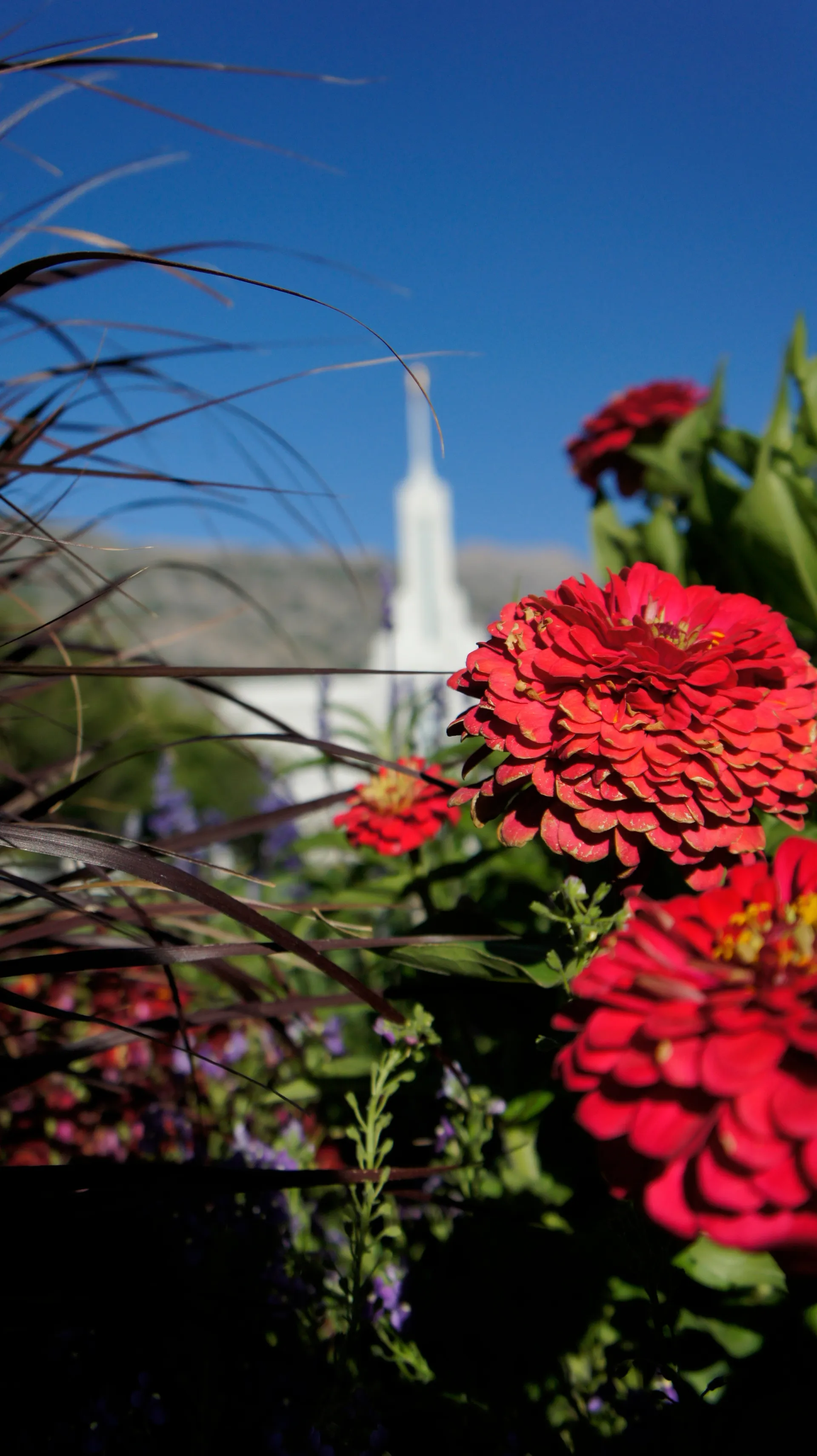 The Mount Timpanogos Utah Temple spire, including scenery.
