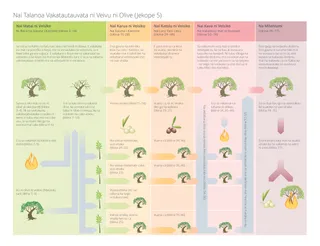 na daiqaramu ni vosa vakaibalebale ni vu ni olive