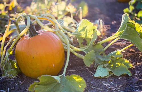 Pumpkin growing on a vine