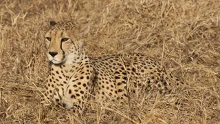 Cheetah in the African wild.
