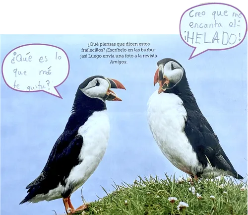 photo of puffins with speech bubble captions