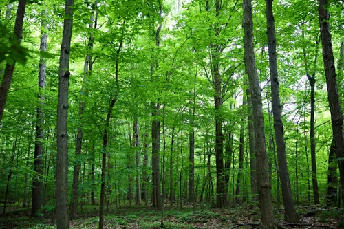 Sacred Grove (New York)