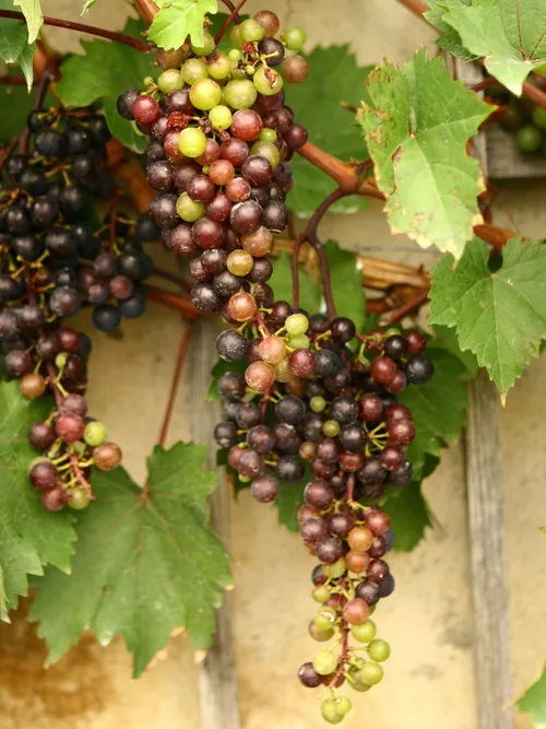 grapes on vine
