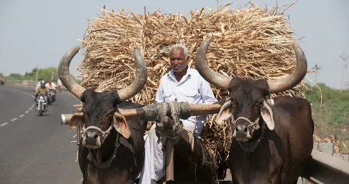 Harvest time, Gujarat, India