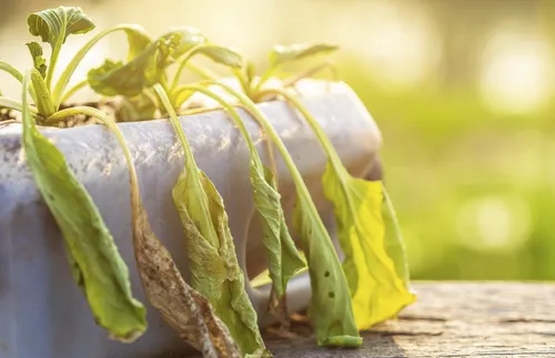 wilted plant sitting outside