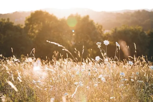 Sun shinning on grass in a field.