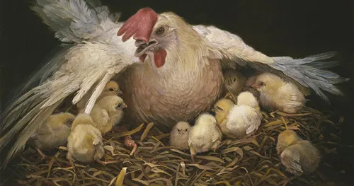 a mother hen with chicks gathered under her wings
