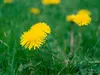 dandelions