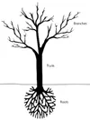 tree with roots, trunk, branches