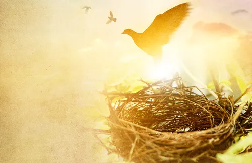 bird flying out of a nest